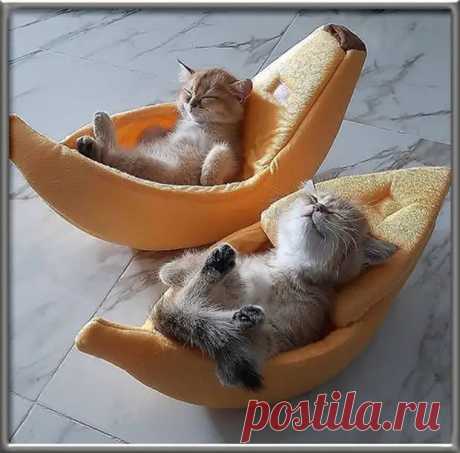 Сама накосячила, сама виновата, сама убиваюсь, блин, какая же я все-таки самостоятельная... - Приколисты - медиаплатформа МирТесен