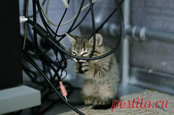 Mishka ツ Селфи