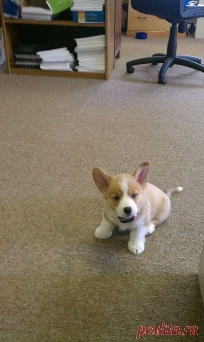 И как тут можно работать, когда рядом такая прелесть?