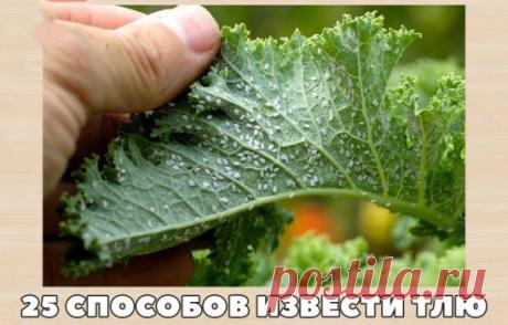 25 способов извести тлю
1. Водкой. Для обработки пойдет самая дешевая. Все, что нужно, так это налить ее в пульверизатор и опрыснуть растения.
2. Кока-колой. Использовать так же, как и водку.
3. Хозяйственным мылом: 200 г растворить в 10 л воды.
4. Нашатырем: 1 ст. ложку развести в 10 л воды.
5. Кальцинированной содой: 1 ст. ложку растворить в 1 л воды. Добавить 40 г хозяйственного мыла.
6. Золой: 200–300 г залить 5 л крутого кипятка, остудить, процедить, добавить 20 г хоз...