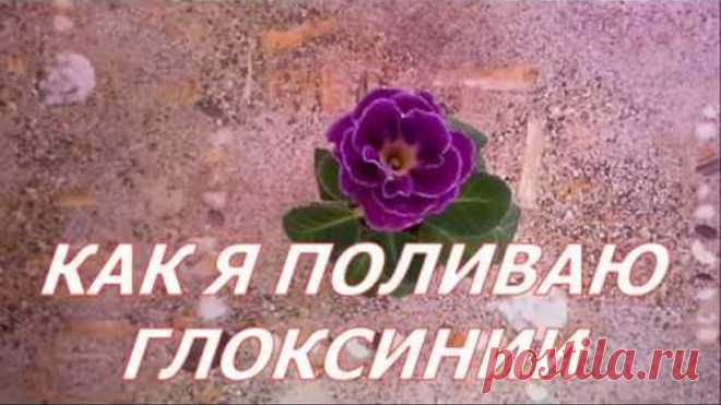 КАК Я ПОЛИВАЮ ГЛОКСИНИИ, ОТВЕТЫ НА ВОПРОСЫ.