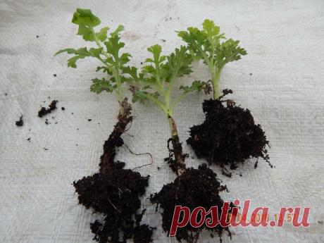 Секреты укоренения черенков | Цветочная душа | Яндекс Дзен