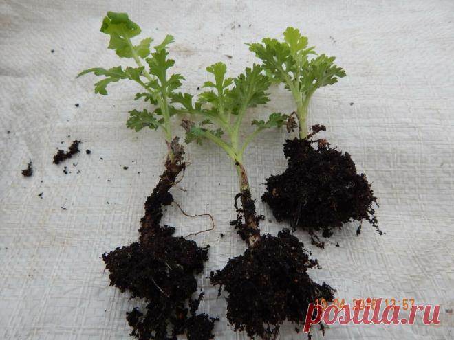 Секреты укоренения черенков | Цветочная душа | Яндекс Дзен