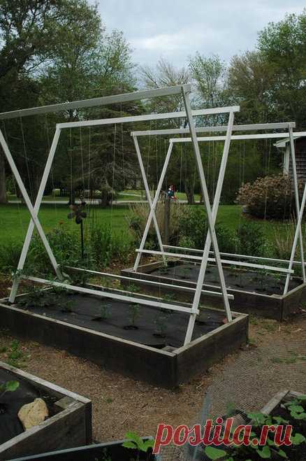 Томат поддержки (в поднятом кровать) - от kindman | GardenTenders.com :: сообщества садоводства