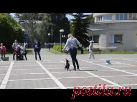 В Новокузнецке дети отметили Всемирный день окружающей среды (ФОТО, ВИДЕО)