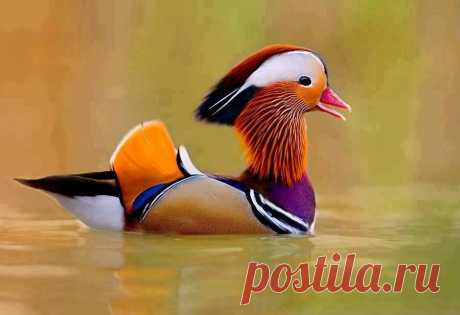 (1) Facebook