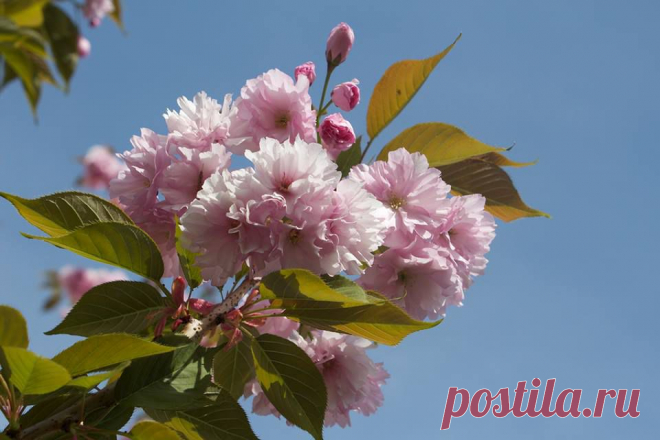 (97) Мирон Грицюк