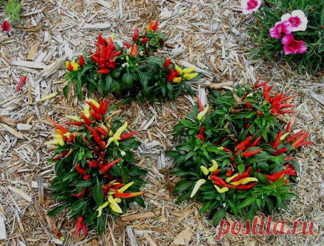 13 фактов о мульчировании, которые необходимо знать