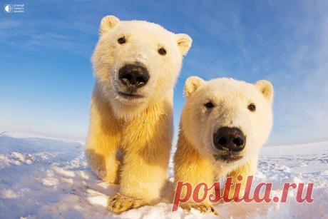 Любопытные белые медведи на Аляске - Путешествуем вместе