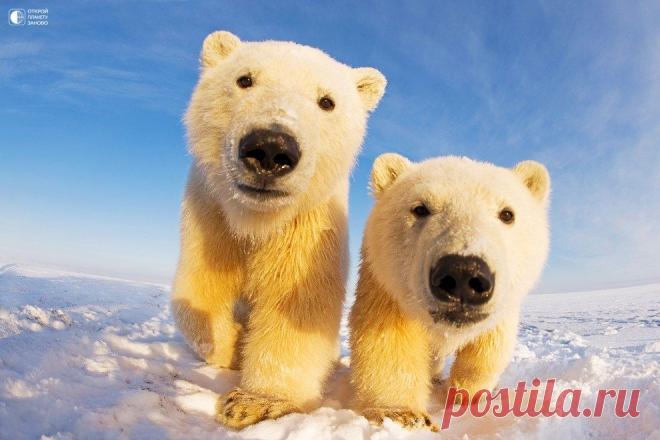Любопытные белые медведи на Аляске - Путешествуем вместе
