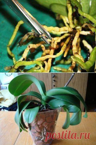 Пересаживаем орхидею