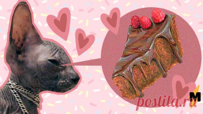 Кот Толя прославился в Сети, украв у хозяйки торт . Тут забавно !!!