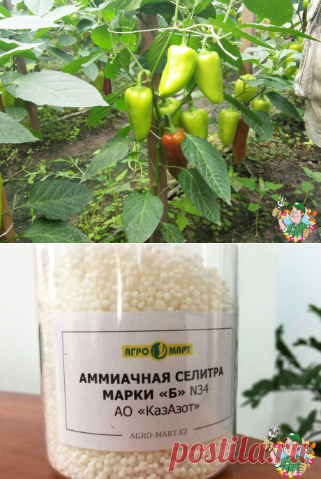 Подкормка сладкого перца, которая намного увеличит урожай | Весёлый Дачник  | Яндекс Дзен