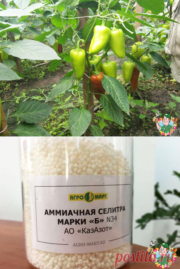 Подкормка сладкого перца, которая намного увеличит урожай | Весёлый Дачник  | Яндекс Дзен
