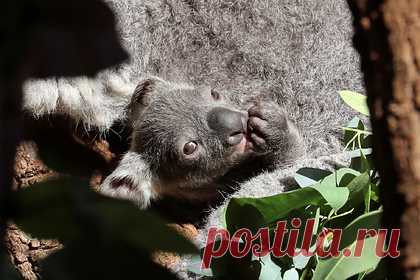 Коалы признаны вымирающим видом. Австралийская коала была официально признана видом, находящимся под угрозой исчезновения, — разрушение среды обитания, болезни и изменение климата привели к сокращению популяции животного. Власти Австралии внесли коалу в список вымирающих видов в Новом Южном Уэльсе, Квинсленде и Австралийской столичной территории.