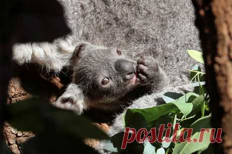 Коалы признаны вымирающим видом. Австралийская коала была официально признана видом, находящимся под угрозой исчезновения, — разрушение среды обитания, болезни и изменение климата привели к сокращению популяции животного. Власти Австралии внесли коалу в список вымирающих видов в Новом Южном Уэльсе, Квинсленде и Австралийской столичной территории.