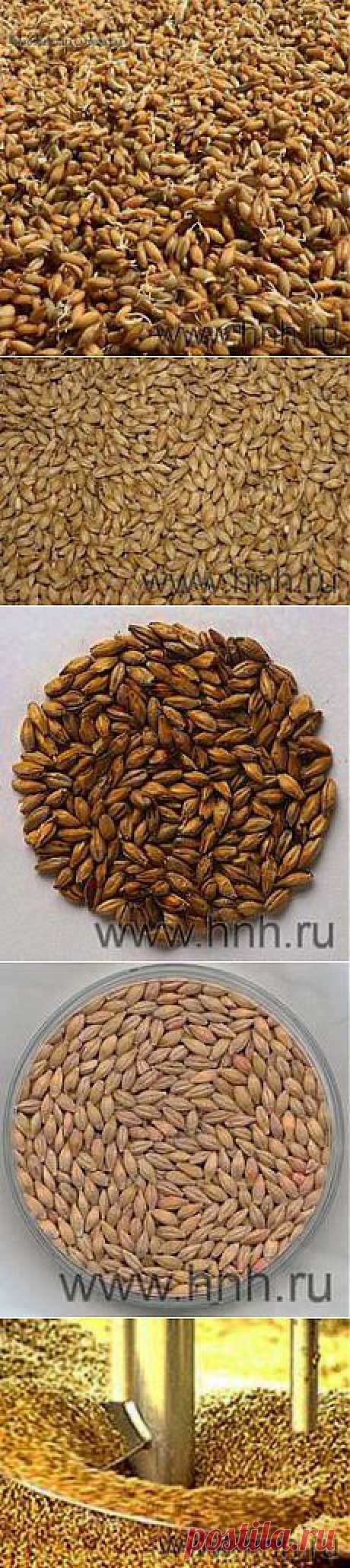 Рецепт приготовления солода