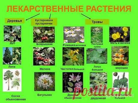 ЛЕКАРСТВЕННЫЕ РАСТЕНИЯ.
.
Среди лекарственных растений довольно много таких, которые еще и очень декоративны: та же календула (ноготки), алтей, бадан толстолистный, барбарис обыкновенный, горец змеиный, девясил высокий, коровяк, пион уклоняющийся (Марьин корень), чистотел большой, шиповник и другие.
Список лекарственных растений в этом разделе: https://помидорово.рф/index.php?topic=1017.msg15307#msg15307