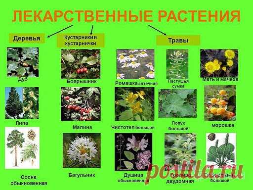 ЛЕКАРСТВЕННЫЕ РАСТЕНИЯ.
.
Среди лекарственных растений довольно много таких, которые еще и очень декоративны: та же календула (ноготки), алтей, бадан толстолистный, барбарис обыкновенный, горец змеиный, девясил высокий, коровяк, пион уклоняющийся (Марьин корень), чистотел большой, шиповник и другие.
Список лекарственных растений в этом разделе: http://помидорово.рф/index.php?topic=1017.msg15307#msg15307