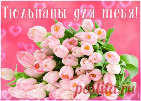 Картинка розовые тюльпаны
