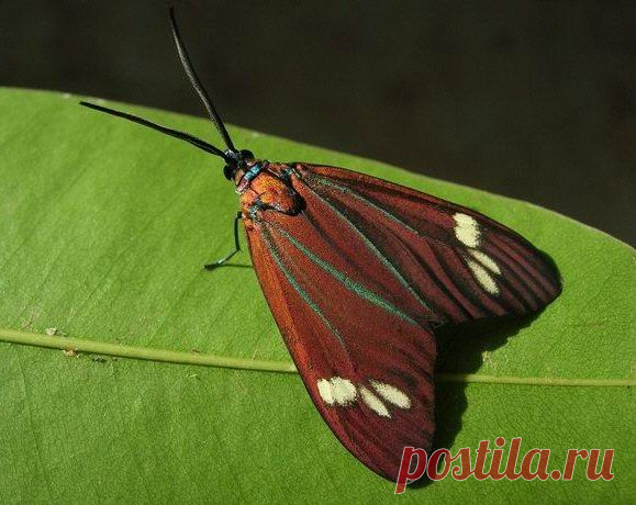 Cyclosia papilionaris (Zygaenidae) самец

Бабочка-пестрянка и ее гусеница. Ареал: Юго-Восточная Азия