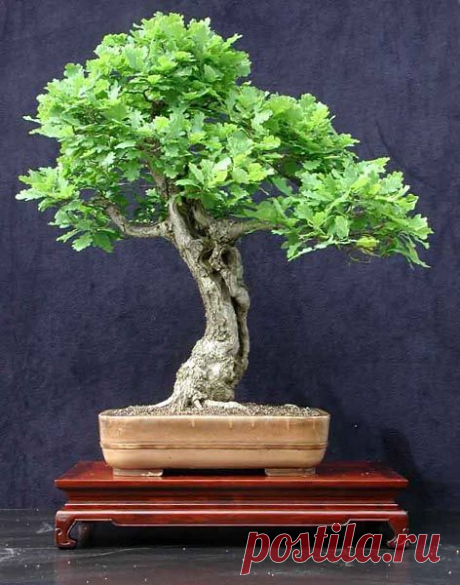 Oak Bonsai tree   |   Pinterest • Всемирный каталог идей