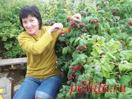 Как без ущерба для урожая омолодить свой малинник?!