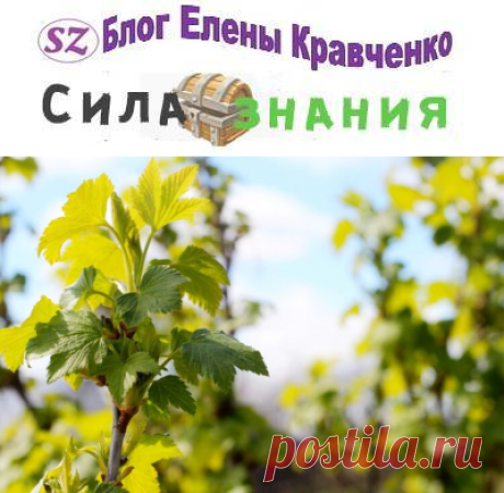 Обработка смородины весной от болезней и вредителей