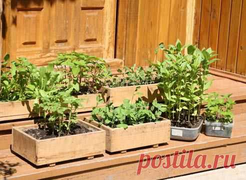 Выращиваем крепкую и здоровую рассаду