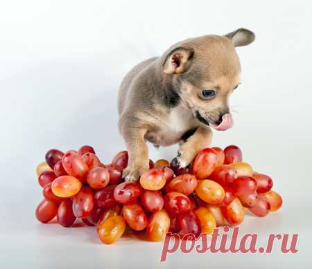 Постановочные фотографии щенков Чихуахуа | Автор Евгений Вагнер