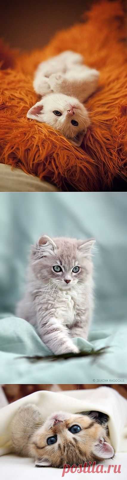 Милые котятки