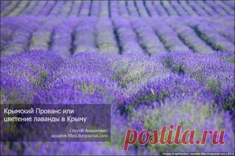 Лавандовое море в Крыму.