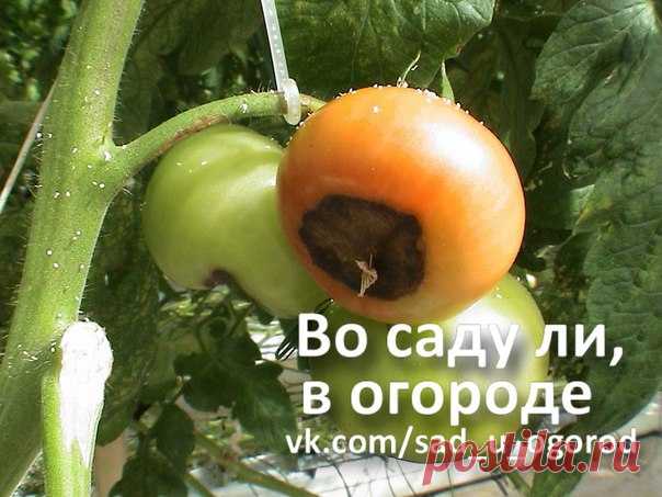 Вершинная гниль на помидорах.