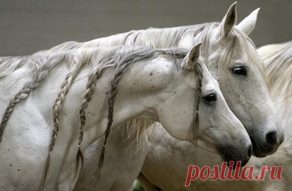 Очарование лошади