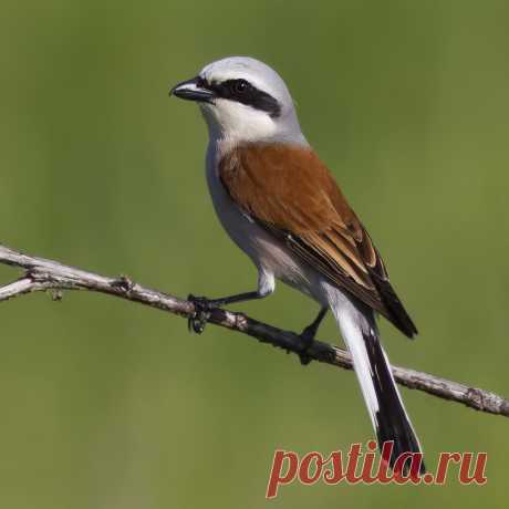 жулан - yura-lyapustin - ЛенсАрт.ру