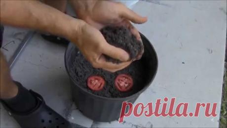 Рассада томатов из ломтика помидора