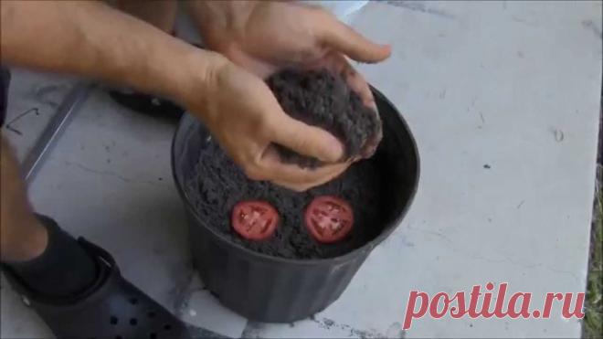 Рассада томатов из ломтика помидора