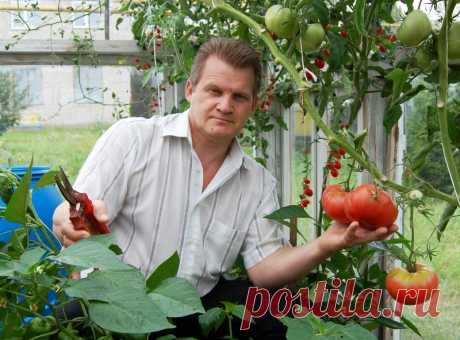 Зачем помидорам аспирин?