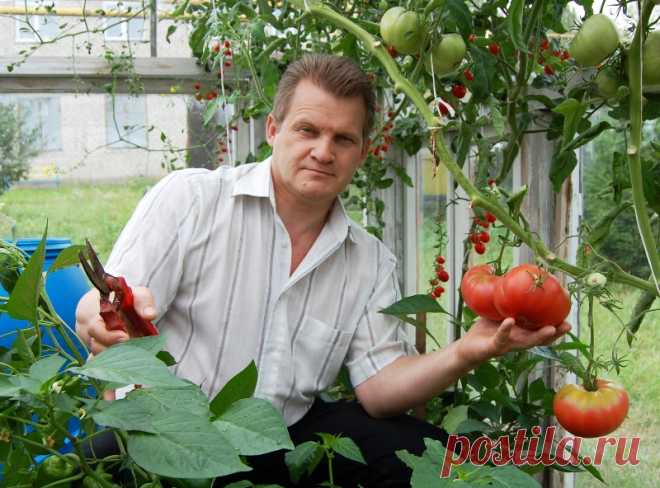 Зачем помидорам аспирин?