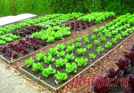 На каком расстоянии друг от друга высаживать овощи - схемы посадки