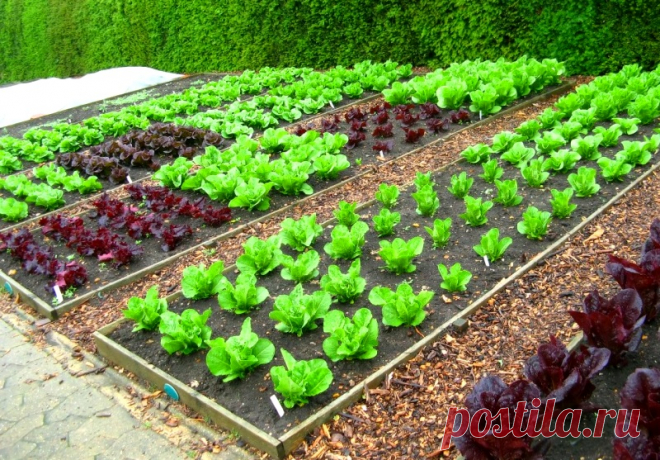 На каком расстоянии друг от друга высаживать овощи - схемы посадки