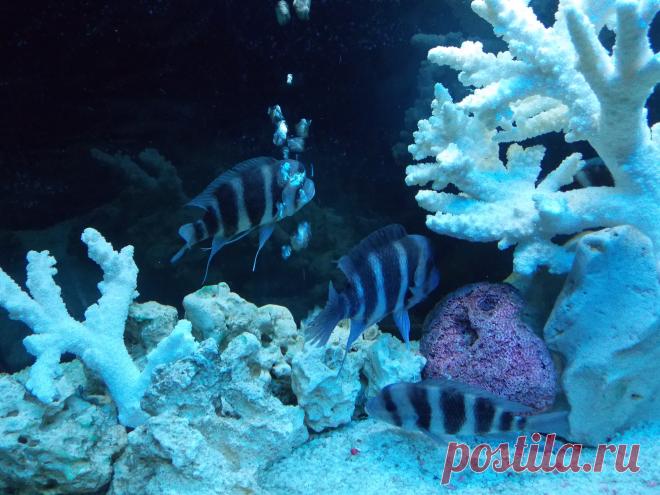 Подводный мир.