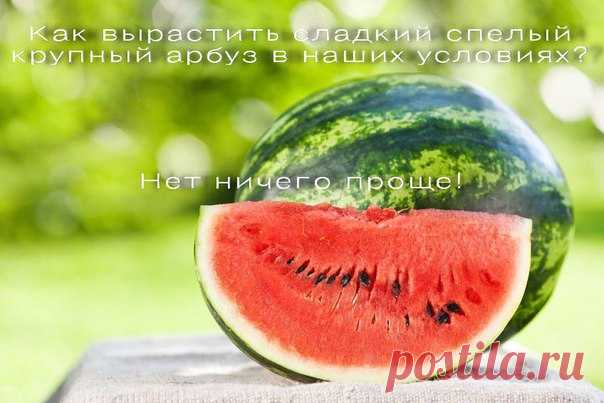 как вырастить сладкий спелый крупный арбуз в наших условиях?