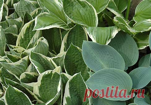Хоста, функия (Hosta)