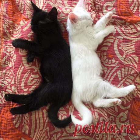 Черный кот и белый.Борьба и единство..Объединяет Любовь :))
