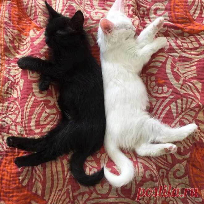 Черный кот и белый.Борьба и единство..Объединяет Любовь :))