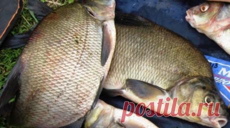 Топ-4 лучших насадок для ловли крупного леща