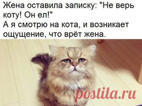 Только смешные фото из жизни людей и других животных