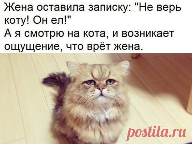 Только смешные фото из жизни людей и других животных