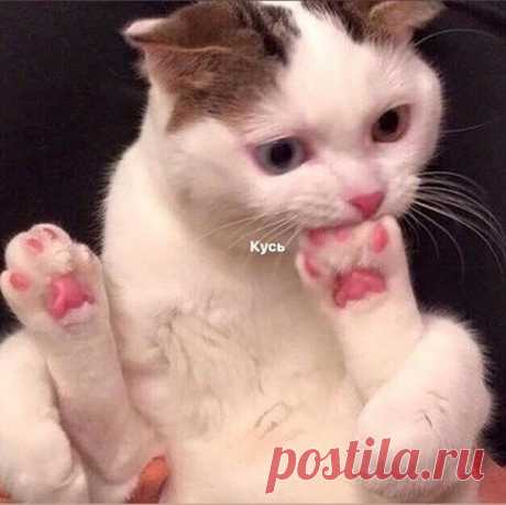 Если бы кошек в мире не было, их бы следовало придумать.